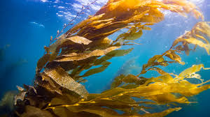 Kelp (Ascophyllum nodosum)