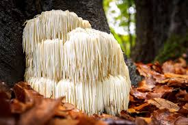 Lion’s Mane Mushroom (Hericium erinaceus)