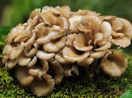 Maitake Mushroom (Grifola frondosa)