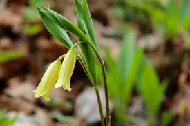 Oat Flowering Tops (Avena sativa)