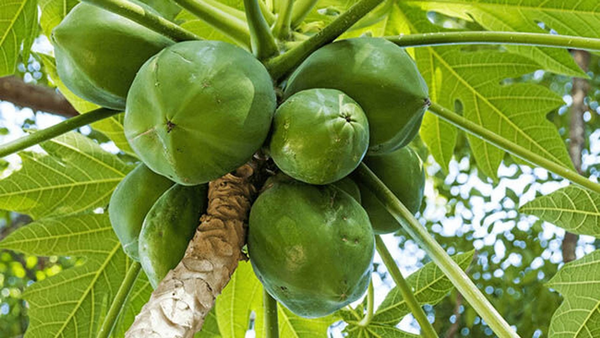 Papain (Carica papaya)