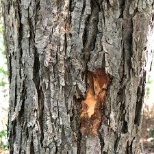 Slippery Elm Bark (Ulmus fulva)