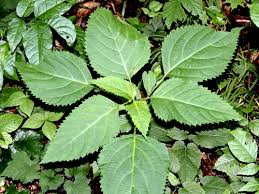 Stone Root (Collinsonia canadensis)