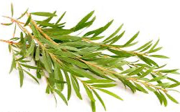 Tea Tree Oil (Melaleuca alternifolia)
