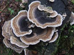 Turkey Tail Mushroom (Trametes versicolor)