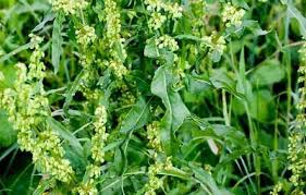 Yellow Dock Root (Rumex crispus)