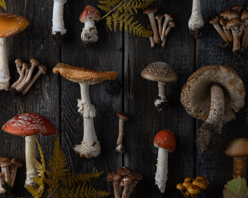 Medicinal Mushrooms for Pets: Ancient Wisdom, Modern Science