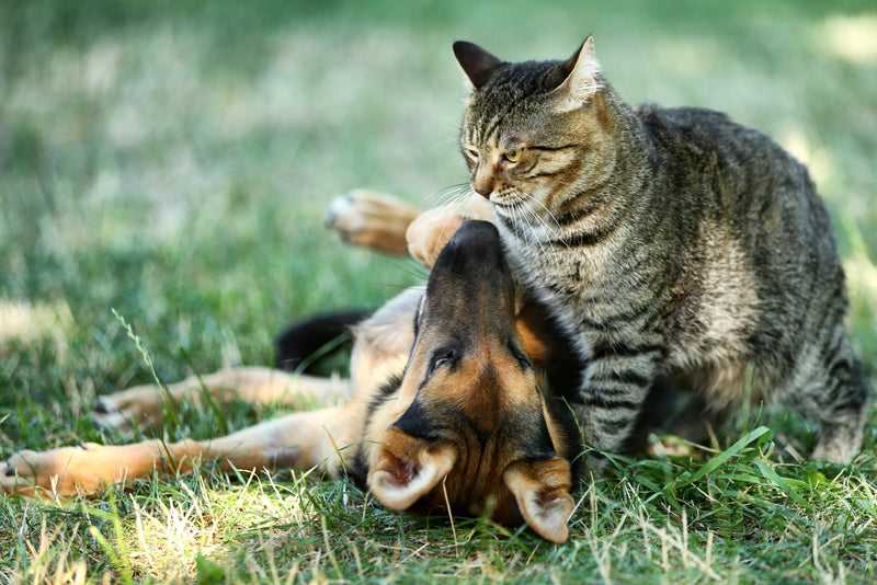 Strengthening Your Pet’s Immune System in the Fall
