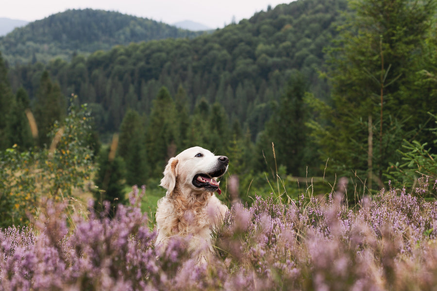 Gut Check – Your Guide to Your Pet’s Digestive Health