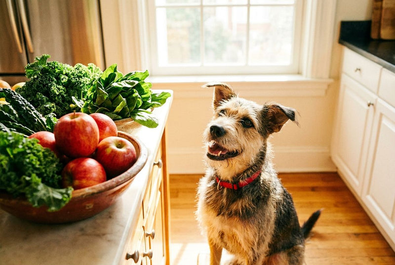 Is Quercetin Good for Dogs? Nature's Antihistamine, Explained