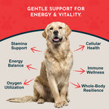 Golden Retriever infographic with stamina, energy balance, oxygen utilization and cellular health callouts.