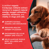 Golden Retriever resting a paw in a person's hand beside ENERGY stamina and vitality messaging.