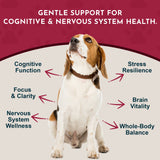 Beagle infographic with cognitive function, focus, nervous system wellness and brain vitality callouts.