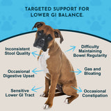Seated boxer dog surrounded by Colon Rescue graphic callouts about lower-GI balance, stool quality, digestive upset and bowel regularity.