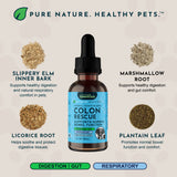 Colon Rescue bottle surrounded by labeled slippery elm inner bark, licorice root, marshmallow root and plantain leaf.