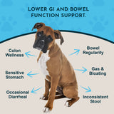 Seated boxer dog surrounded by Colon Rescue Powder graphic callouts about colon wellness, bowel regularity and digestive concerns.