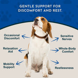 Beagle surrounded by Comfort Plus graphic callouts about discomfort, relaxation, mobility, sensitive nerves and restlessness.