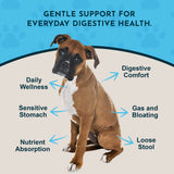 Seated boxer dog surrounded by Daily Digestion graphic callouts for digestive comfort, daily wellness and common digestive concerns.