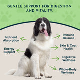 Black-and-white dog surrounded by Herbal Green Alternative graphic callouts for digestion, energy, immune balance and skin-and-coat health.