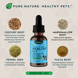 Healthy Gut bottle surrounded by labeled chicory root, fennel seed, marshmallow root and yucca root ingredients.