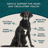 Older black dog surrounded by Hawthorn Berry graphic callouts about circulation, heart function, vitality and cardiac wellness.
