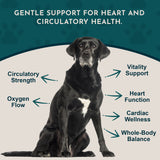 Black dog surrounded by Heart Health callouts about circulation, oxygen flow, vitality and heart function.