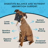 Digestive support infographic featuring a Boxer and callouts for digestive balance, nutrient absorption and stomach comfort.
