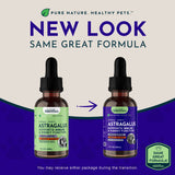 Astragalus Single Herbal Tonic | Supports Immune & Kidney Function