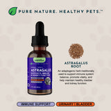 Astragalus Single Herbal Tonic | Supports Immune & Kidney Function