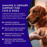 Astragalus Single Herbal Tonic | Supports Immune & Kidney Function