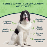 Ginkgo Single Herb Tonic | Supports Healthy Circulation & Cognition