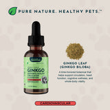 Ginkgo Single Herb Tonic | Supports Healthy Circulation & Cognition