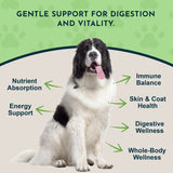 Herbal Green Alternative Powder | Supports Detox, Digestion & Vitality