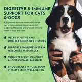 Licorice Herbal Tonic | Supports Liver, Gut & Immune System