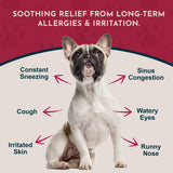 Seasonal Allergy Powder + Quercetin | Allergy Support