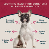 Seasonal Allergy Powder + Quercetin | Allergy Support