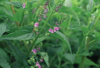 Skullcap (Scutellaria lateriflora)