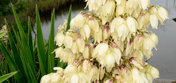 Yucca Root (Yucca schidigera)