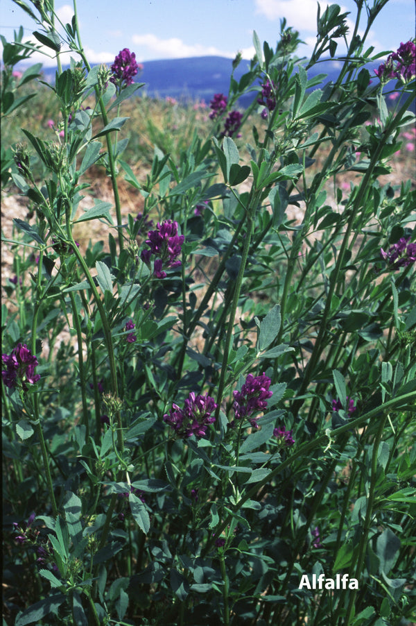 Alfalfa (Medicago sativa)