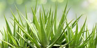 Aloe Vera Juice (Aloe barbadensis)