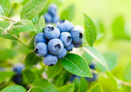 Bilberry Fruit (Vaccinium myrtillus)
