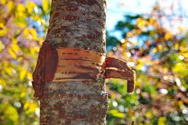 Black Cherry Bark (Prunus serotina)