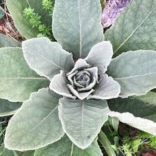 Mullein Leaf (Verbascum thapsus)