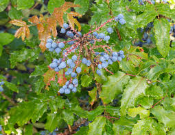 Oregon Grape (Mahonia aquifolium)