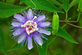 Passionflower (Passiflora incarnata)