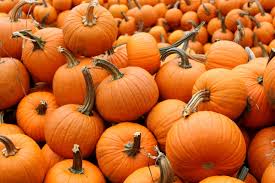 Pumpkin Fruit Powder