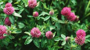 Red Clover Blossom (Trifolium pratense)