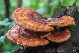 Reishi Mushroom (Ganoderma lucidum)