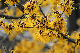 Witch Hazel Extract (Hamamelis virginiana) 